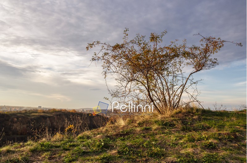 wild rose plant on hillside at autumn sunset. lovely nature scenery with cloudy sky