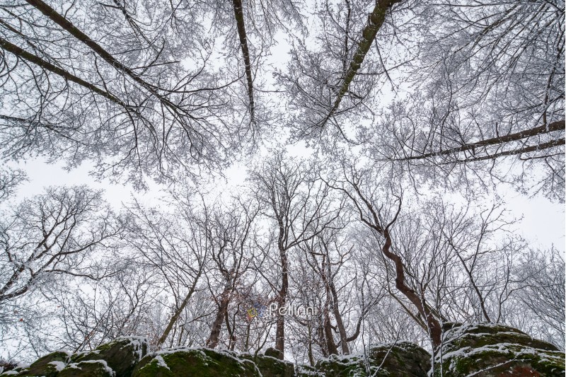 winter forest on a rocky cliff. view from below in to the leafless tree crowns