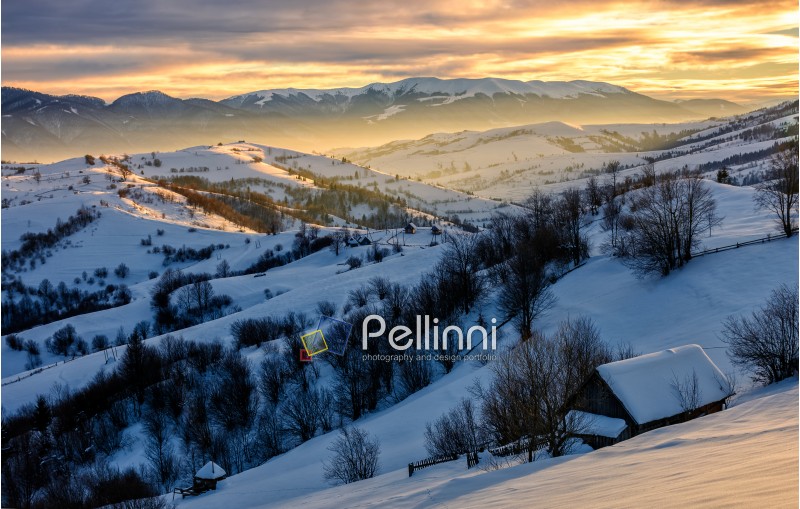 village near the forest in mountainous area in winter carpathian landscapein morning light
