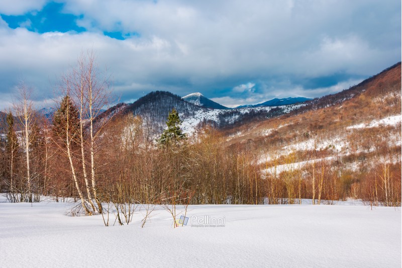 winter landscape of Uzhanian National Nature Park. leafless birch trees on slopes. high mountain with snowy peak in the distance 