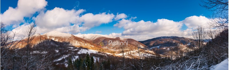 winter panorama of Uzhanian National Nature Park. forested mountains with snowy tops on a sunny day with fluffy clouds. wonderful nature of Carpathians 