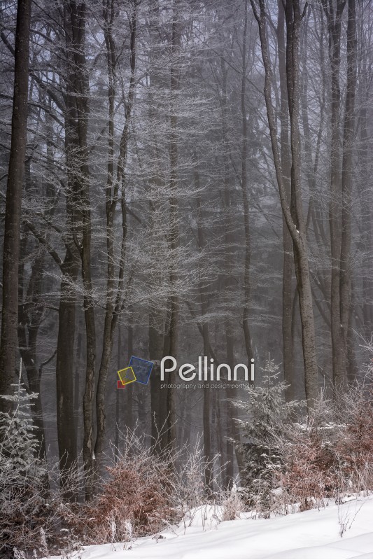 park trees and foliage in winter morning fog