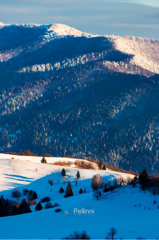 winter scenery in mountains. forested hills in snow. lovely cold weather background