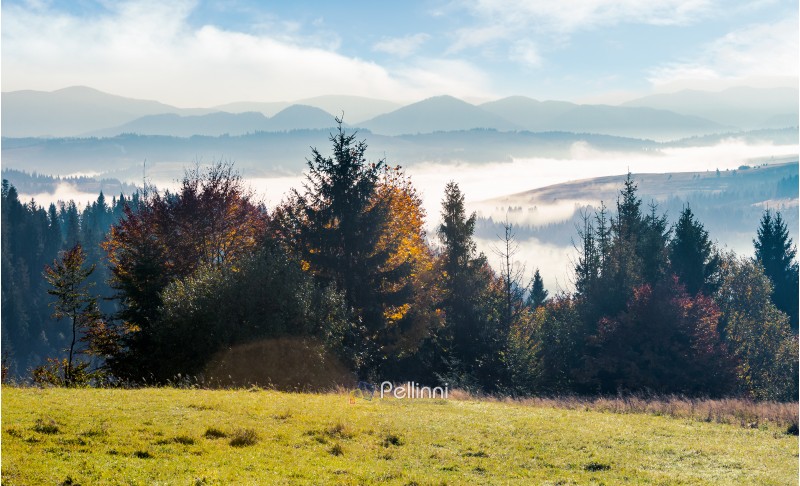 wonderful autumn landscape. trees on the grassy hill. distant valley in glowing fog