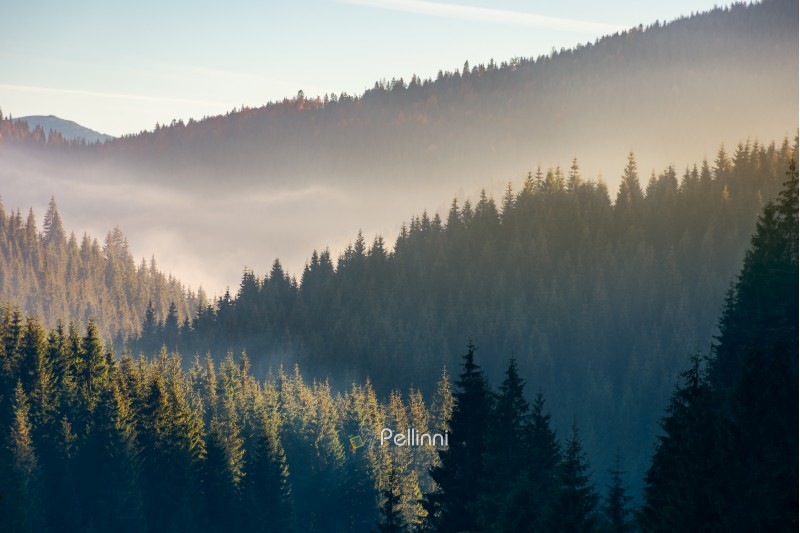 wonderful autumn weather with fog over the spruce forest. mysterious scenery in mountains