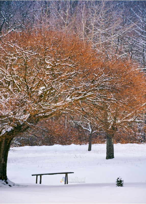 wooden bench under the trees in winter forest. lovely nature scenery