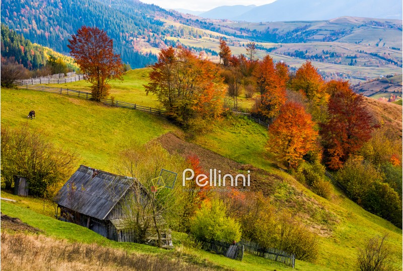 woodshed on grassy hillside with reddish trees. gorgeous autumn scenery in mountainous rural area