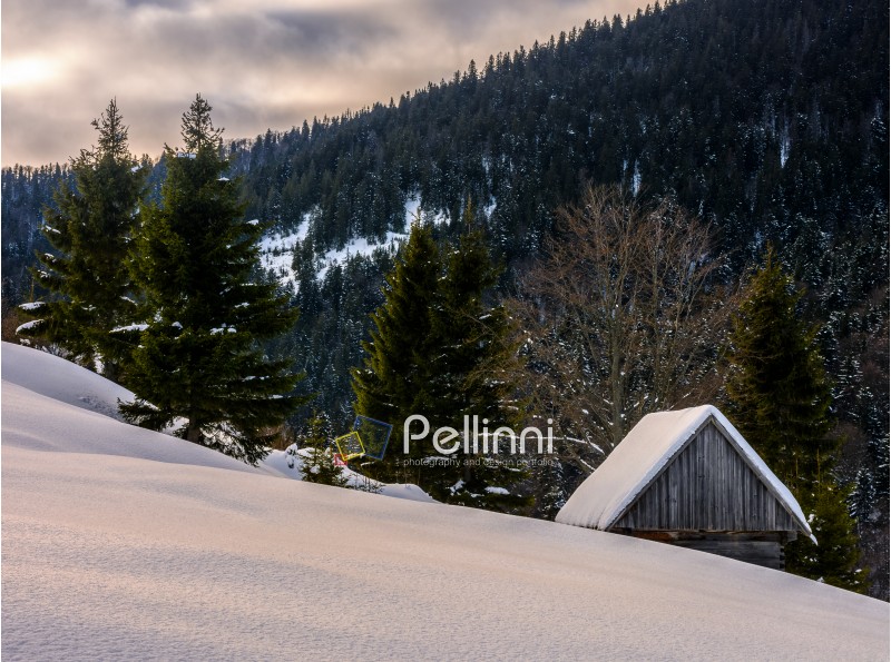 woodshed behind the snowy hill near spruce forest in winter mountains early in the morning