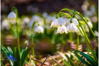 Beautiful blooming of White spring snowflake flowers in springtime. Snowflake also called Summer Snowflake or Loddon Lily or Leucojum vernum on a beautiful background of similar flowers in the forest
