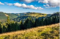 Classic Carpathian landscape. Autumn landscape in mountains of Romania. Conifer forest on hillsides of Apuseni National Park. Fresh and green trees in evening landscape under blue sky with clouds