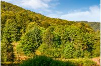 Forest on the hillside on Carpathian mountai. Beautiful mountainous scenery in early autumn morning