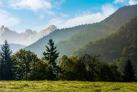 Spruce forest on the hillside meadow in High Tatras mountain ridge. Gorgeous scenery mountainous scenery in early autumn