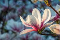 Beautiful springtime closeup background. Magnolia flower blossom in garden