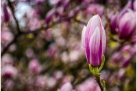 Beautiful springtime closeup background. Magnolia flower blossom in garden