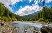 River with rocky shore flows among  green forest at the foot of the mountain. Picturesque nature of rural area in Carpathians. Serene springtime day under blue sky with some clouds