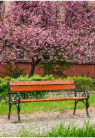 beautiful springtime background. Pink Sakura trees behind the wooden bench in blossoming city park