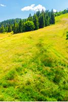 Spruce forest on a grassy slope. lovely summer scenery on a bright sunny day