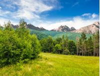 Composite image with spruce forest on a meadow  in Tatra mountains