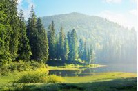 amazing landscape with mountain lake among forest. beautiful summer scenery in the morning. coniferous trees on the grassy shore. hazy and sunny weather with blue sky