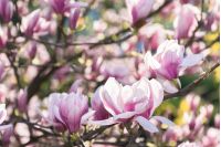 beautiful blossom of magnolia tree. wonderful springtime nature background. tender purple flowers