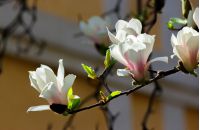 beautiful flowers of white magnolia. beautiful spring background