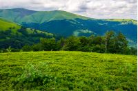 beautiful green hills of Borzhava mountain ridge. lovely landscape on a cloudy day