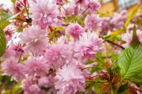 beautiful pink sakura blossom background. japanese cherry tree in spring full bloom. fresh nature picture on april sunny day. hanami season. closeup viewing