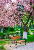 beautiful sakura blossom in the park. wooden bench and green lantern under the branches of tree