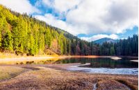 beautiful scenery around the Synevyr lake. tall trees around the body of water in mountains. lovely autumn weather with cloudy sky