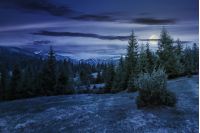beautiful springtime landscape in mountains at night in full moon light. spruce forest on grassy hillside meadow. spots of snow on distant ridge. 