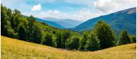 beautiful summer landscape in mountains. perfect countryside scenery with beech forest on a grassy hillside and mountain ridge in the distance