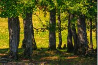 beech forest on a grassy meadow background