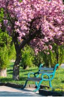 bench under the blossoming chery tree in a park. beautiful urban scenery in the morning. wonderful background in springtime