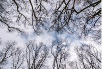 branches of naked trees under the winter sky. lovely nature background in forest