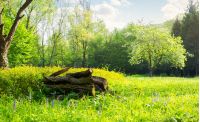 bunch of logs on a grassy meadow forest. beautiful sunny weather in springtime