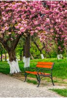 cherry blossom in city park. wooden bench under the branches of Sakura tree
