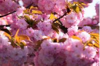 cherry blossom. beautiful natural background. tender pink flowers on the branch. wonderful sunny day in springtime