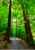 cobble stone path through forest. lovely nature scenery with tall trees and green foliage