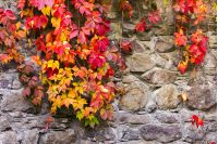 colorful ivy plant on stone wall. beautiful autumn background with natural textures
