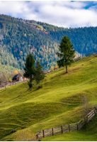 conifer tress on grassy hillside in autumn. beautiful rural scenery in mountains