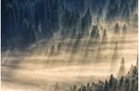 spruce trees in a foggy valley lightened by sun rays. view from the top