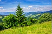 coniferous forest on the edge of the hill in Carpathian mountains