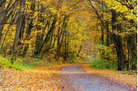 country road through forest in yellow foliage. wonderful transportation scenery in autumn