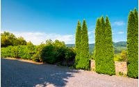 cypresses trees by the wall in pawed yard. beautiful summer countryside in mountains. wonderful sunny weather