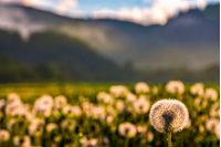 dandelion in foggy valley. countryside landscape in mountains at sunrise. gorgeous springtime weather