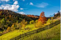 deep autumn sunny day in mountainous rural are. beautiful orange foliage of a tree on a grassy meadow behind the fence. gorgeous weather with few clouds on a blue sky