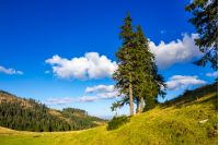 evergreen tree on a hillside meadow in high mountains on a summer day