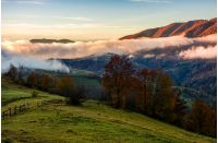 fence and trees on rural hillside meadow in morning fog. stunning countryside landscape in mountainous area in autumn