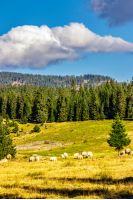 rural landscape with flock of sheep on the hillside meadow at the foot of the mountain in Romania