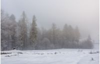 foggy weather in winter forest scenery. beautiful nature background with trees in hoarfrost in snowy meadow and overcast sky
